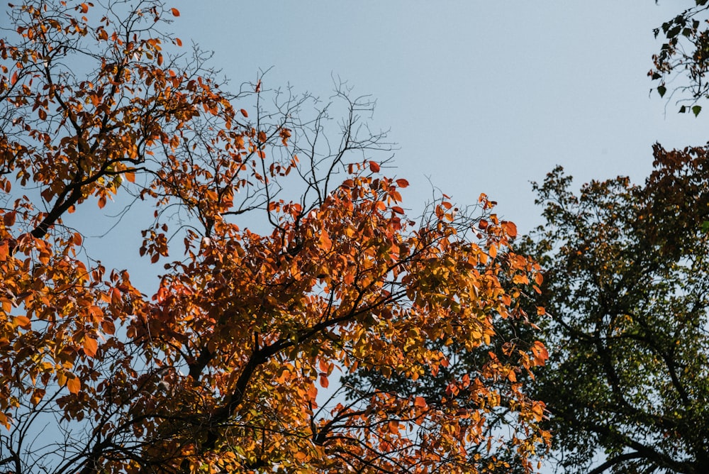 trees with orange leaves and a blue sky in the background