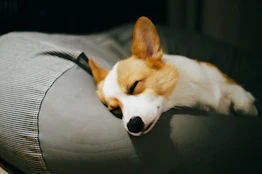 a dog is sleeping on a couch cushion