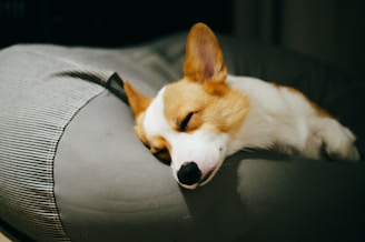 a dog is sleeping on a couch cushion