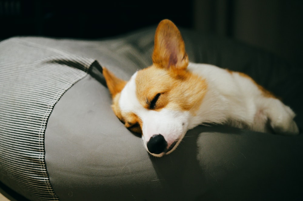 a dog is sleeping on a couch cushion