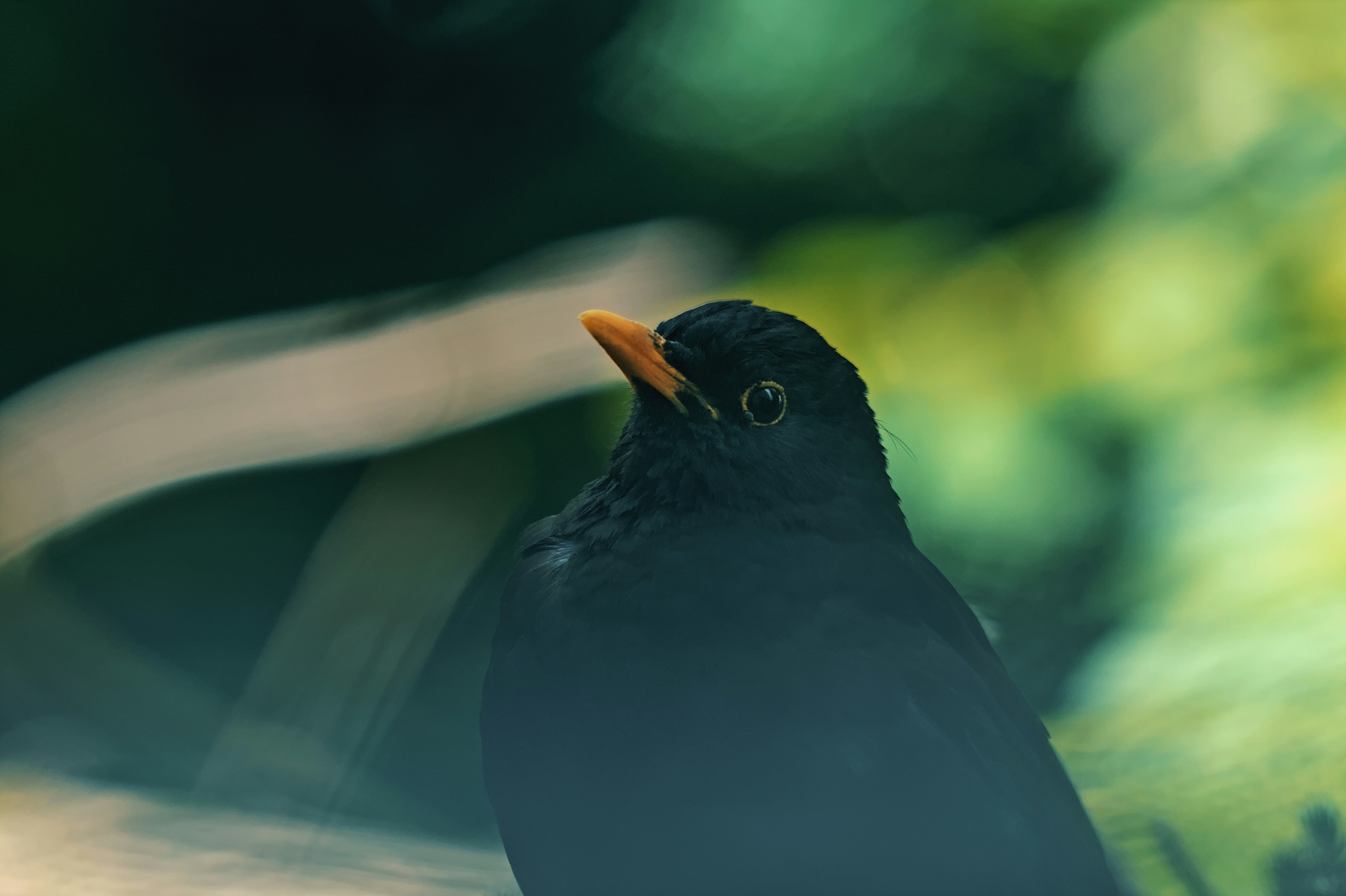 Mailbird Lite Cloud and email solutions