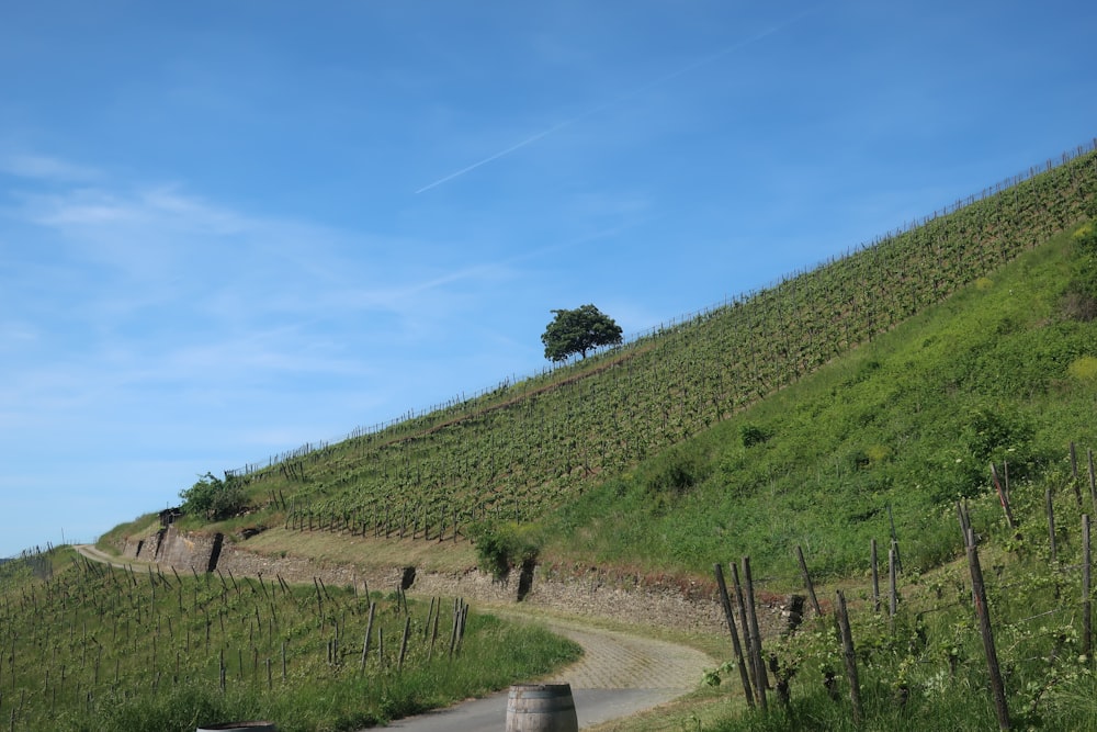 a car driving down a road next to a lush green hillside