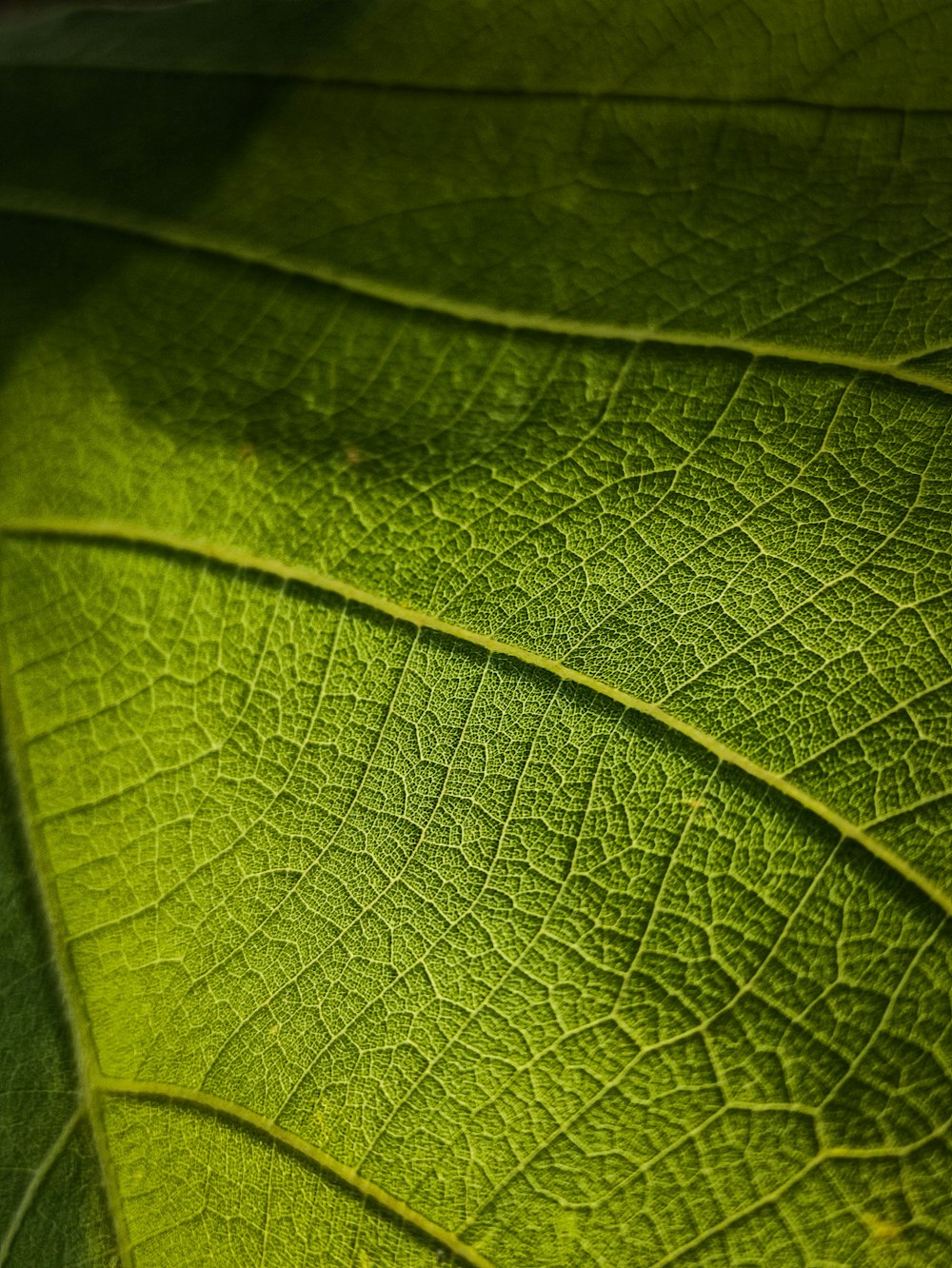 a close up view of a green leaf