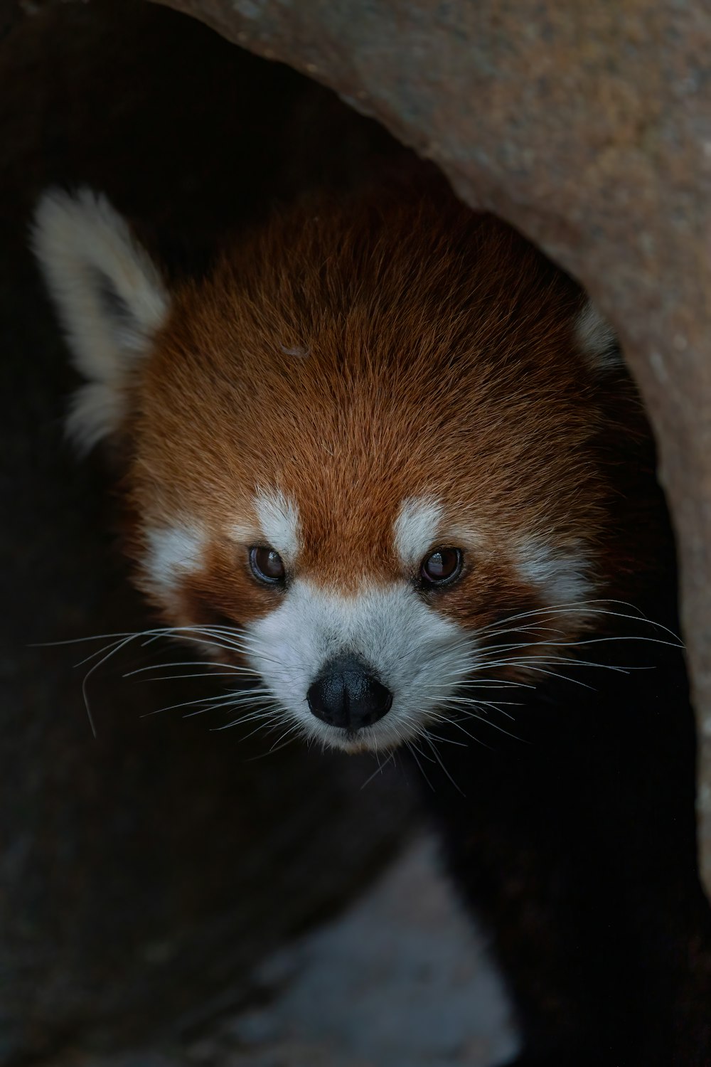 a close up of a small animal near a rock