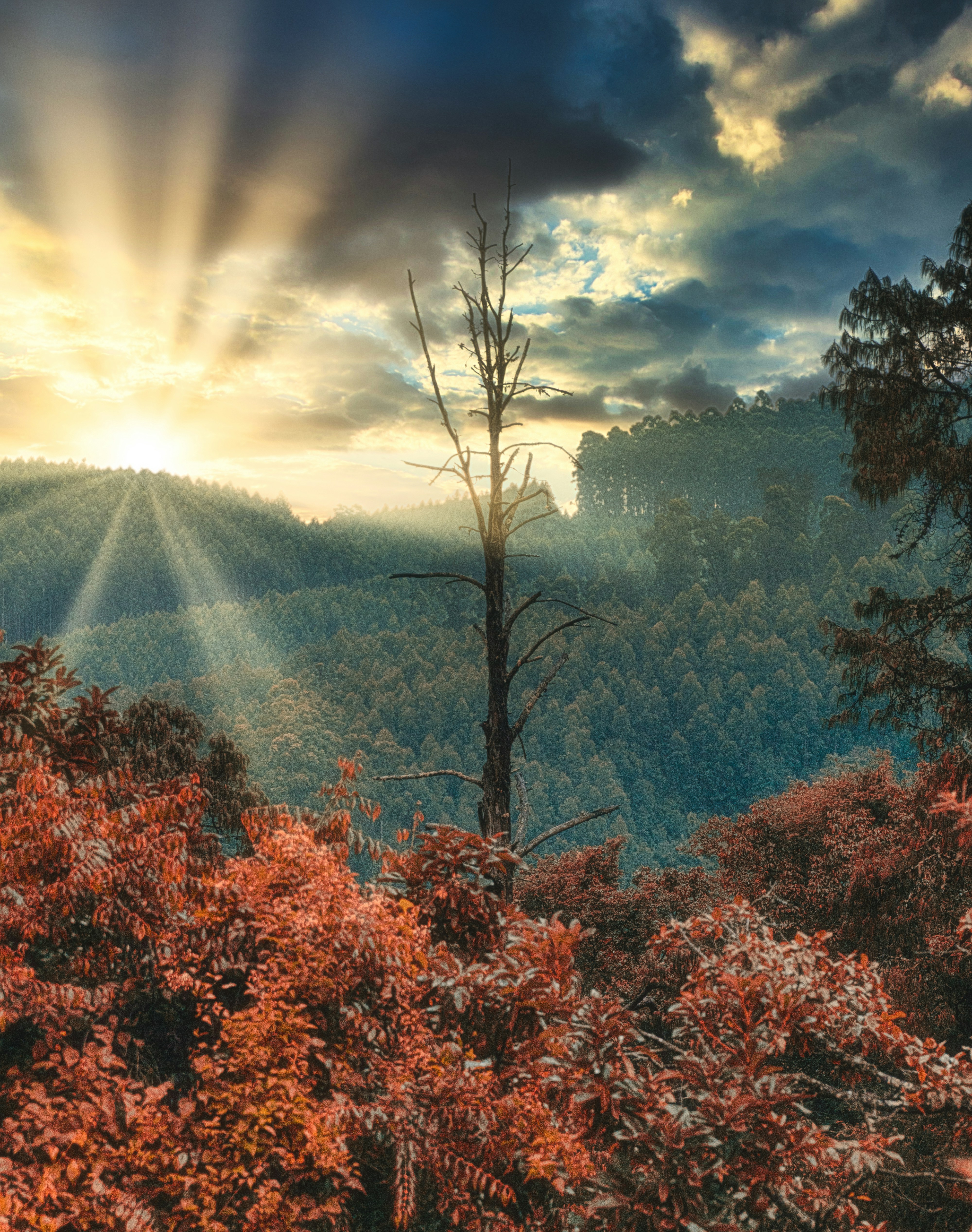 El sol brilla a través de las nubes sobre un bosque