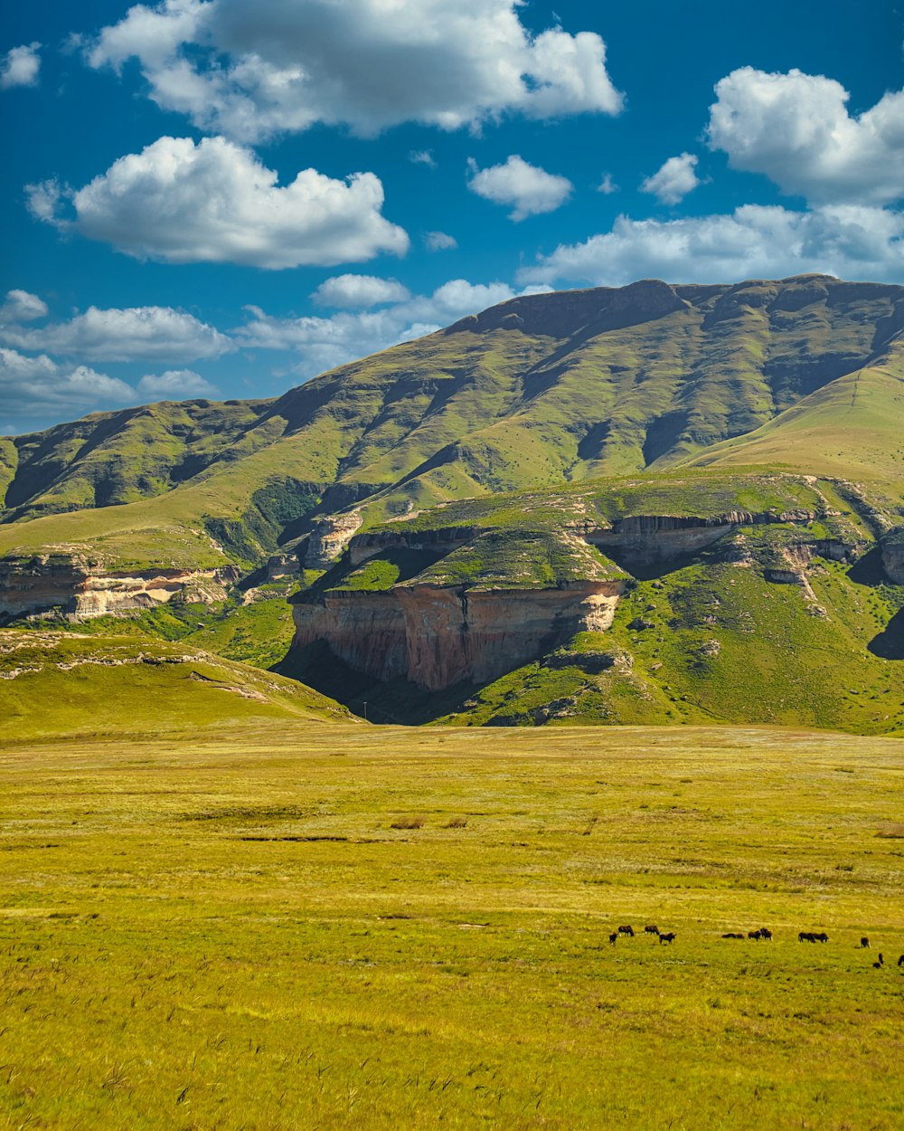 a large grassy field with a mountain in the background