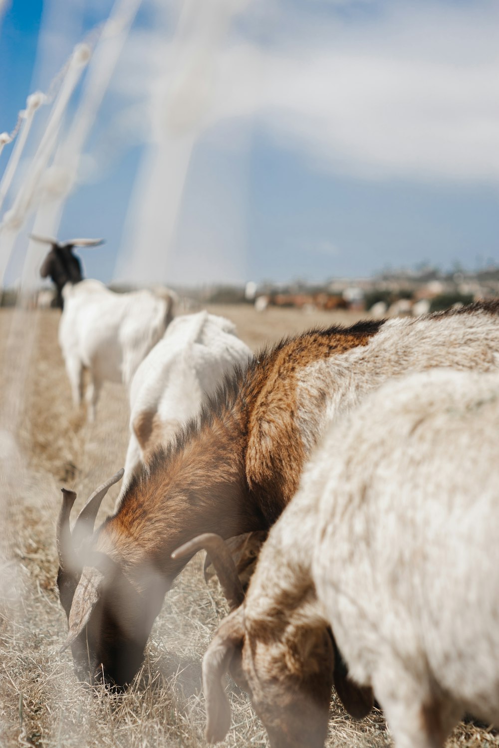 a herd of horses grazing on a dry grass field