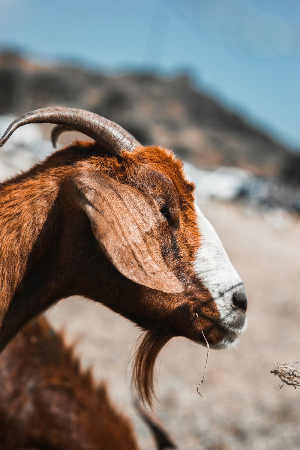 a close up of a goat with long horns