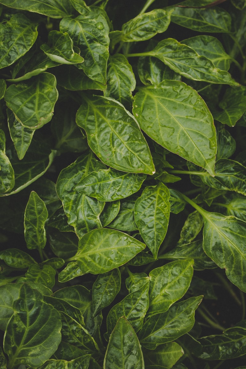 Fresh leafy greens — kale, spinach, and collards — the best nutrient-dense foods for senior health after 65