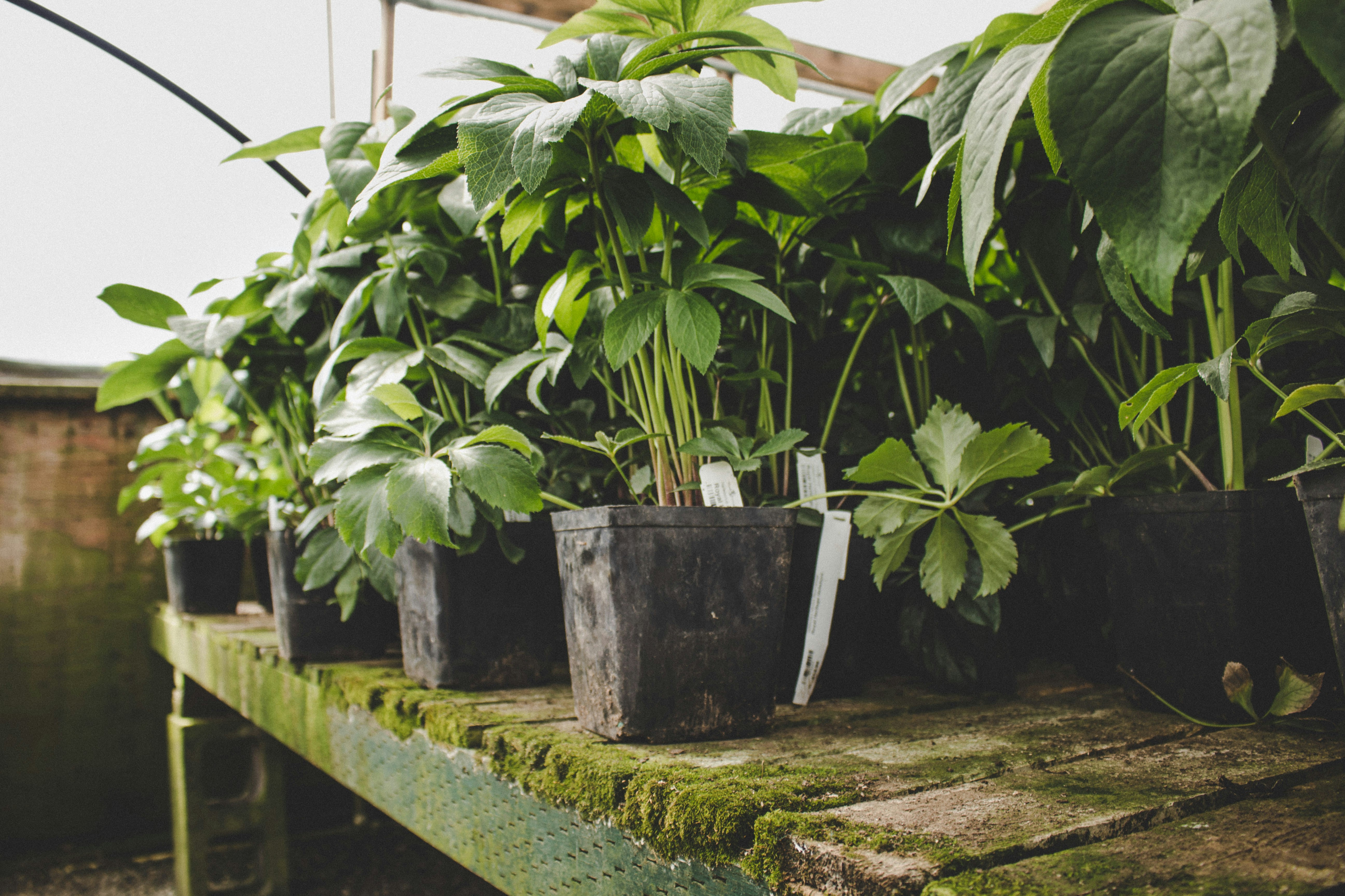 Potted plants on wooden shelf