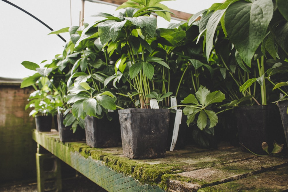 a row of potted plants sitting on top of a wooden shelf