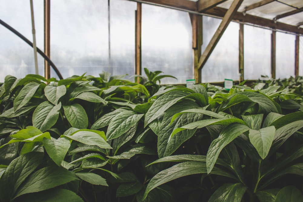 uma estufa cheia de muitas plantas verdes