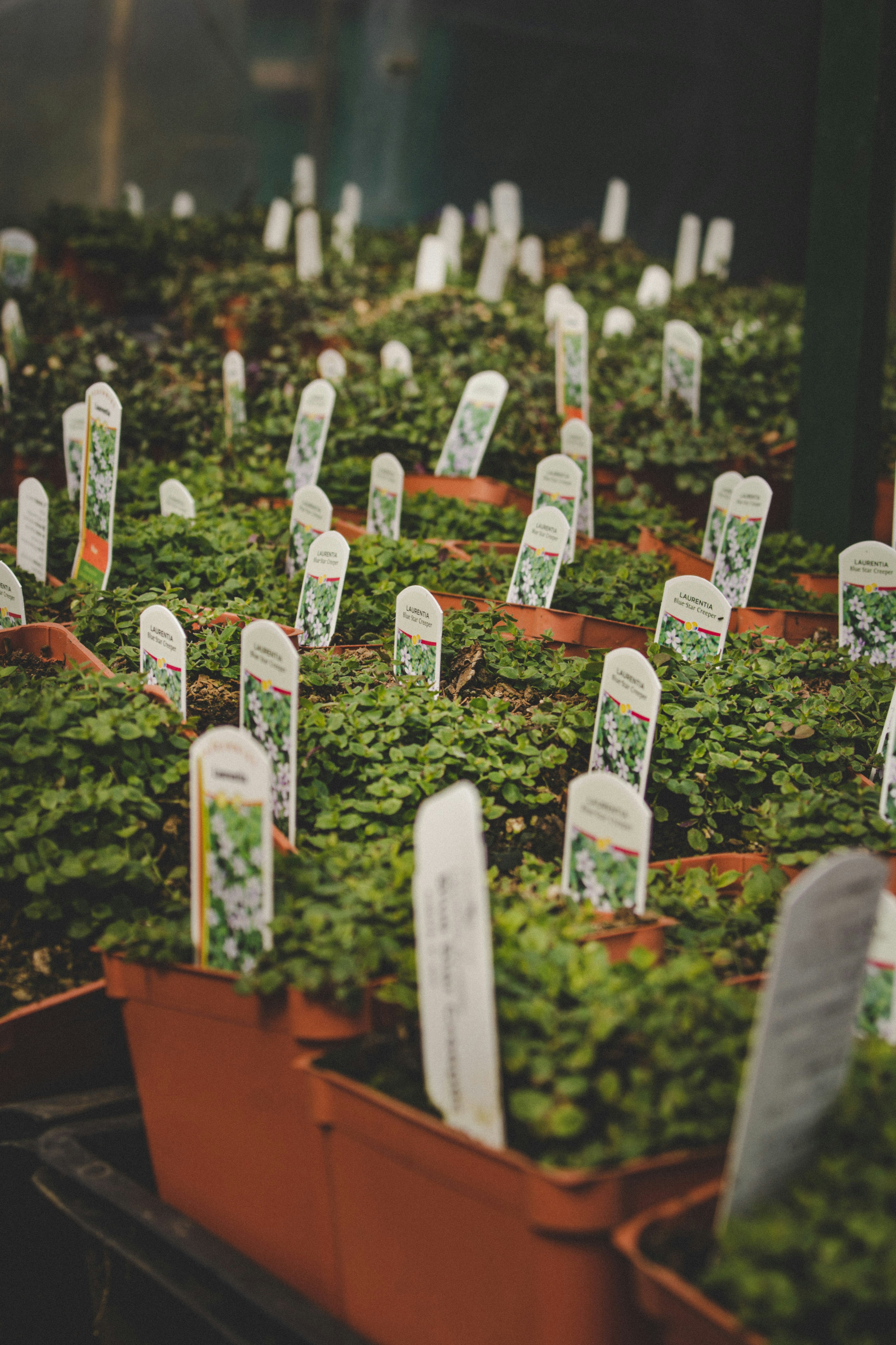 Ultimate Guide How To Start A Microgreen Business