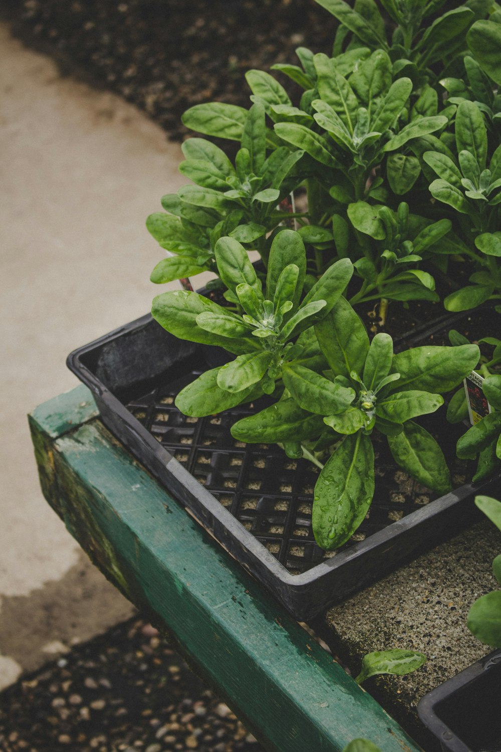 a close up of a plant in a pot on a bench