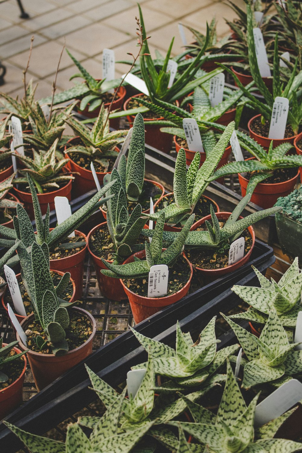 a bunch of plants that are on a table