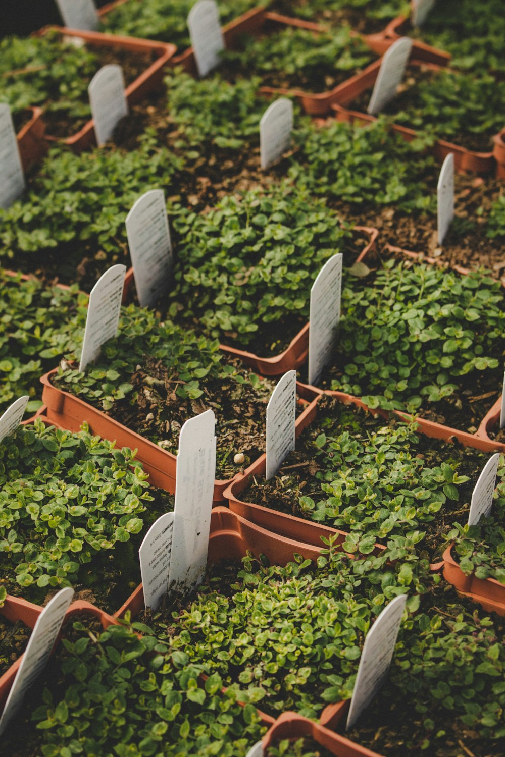 rows of headstones in a field of green plants