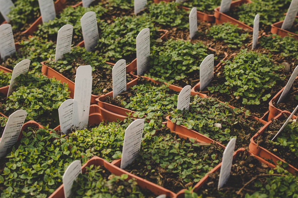 rows of headstones in a field of green plants