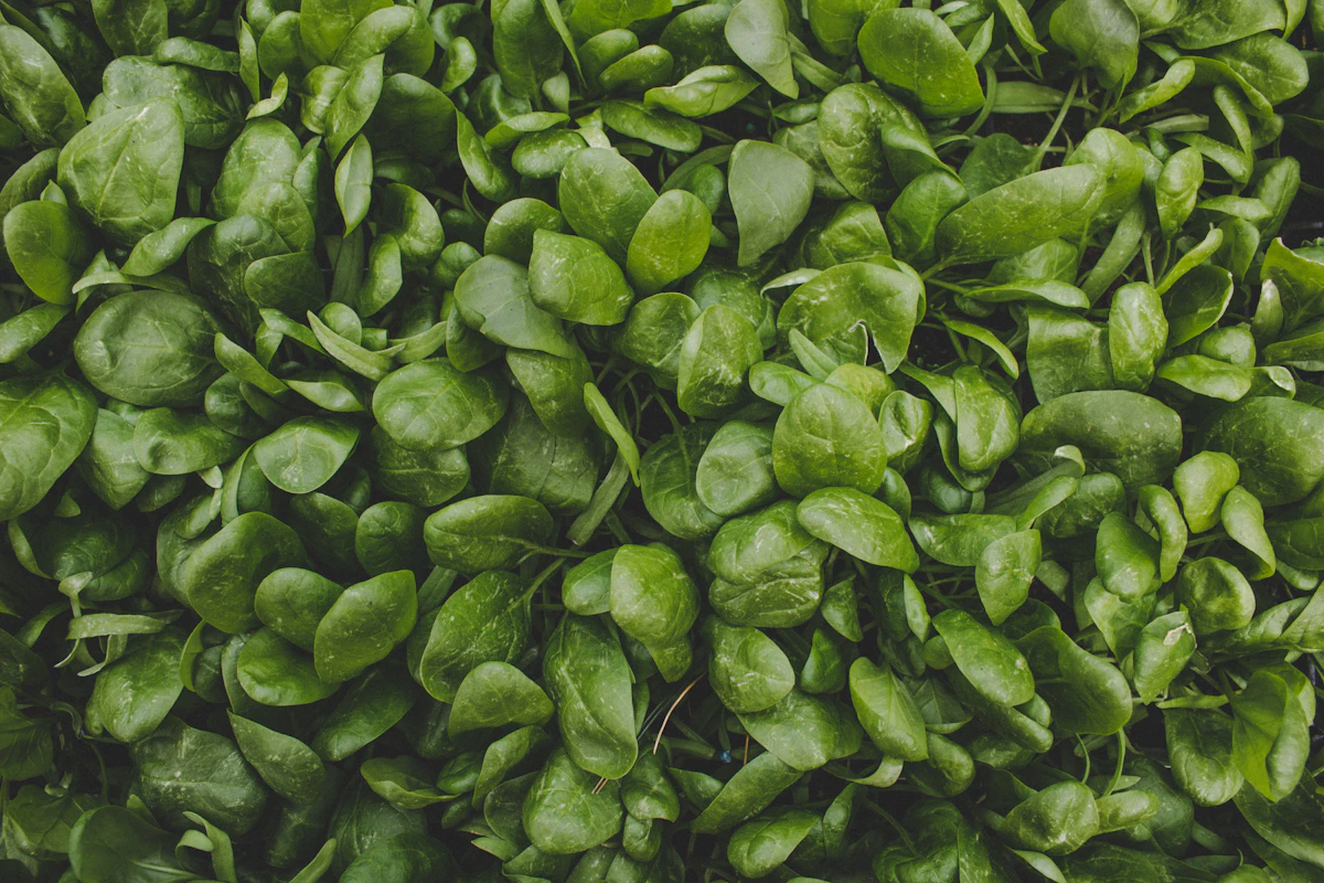 Close de folhas verdes escuras, destacando hortaliças usadas em saladas e refogados