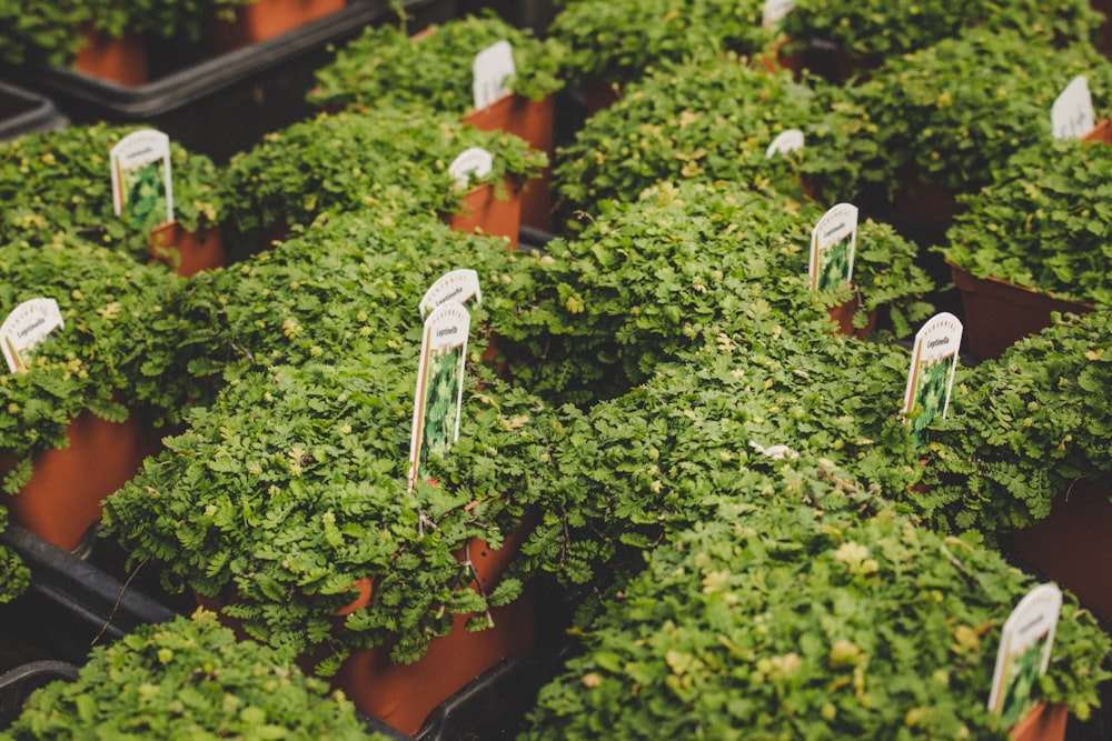 a bunch of plants that are in some pots