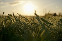 A serene field of green barley illuminated by the warm glow of a setting or rising sun جراين جلو  Grain Glow, with long, slender stalks softly swaying in the breeze. The sun's rays cast a gentle, golden hue over the scene, creating a tranquil and peaceful atmosphere.
حقل هادئ من الشعير الأخضر يضيئه وهج دافئ من غروب الشمس أو شروقها Grain Glow جراين جلو. تتلألأ سيقان الشعير الطويلة والنحيلة برفق في النسيم. تُلقي أشعة الشمس لونًا ذهبيًا لطيفًا على المشهد، مما يخلق جوًا هادئًا وساكنًا.