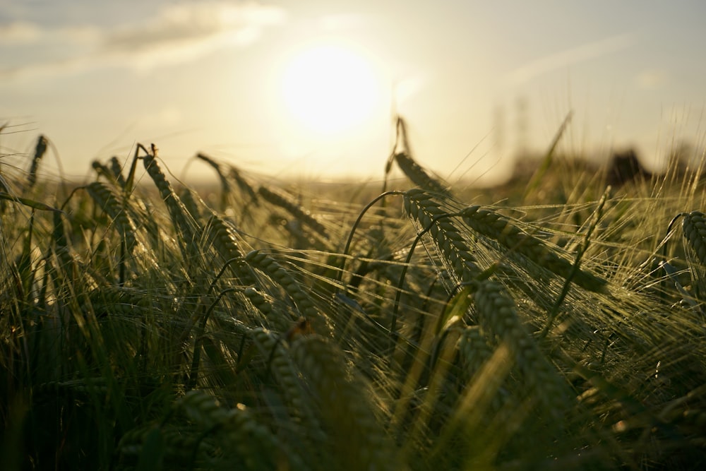 a field of grass with the sun in the background