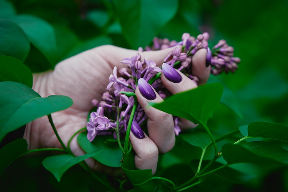 a woman's hand holding a bunch of purple flowers