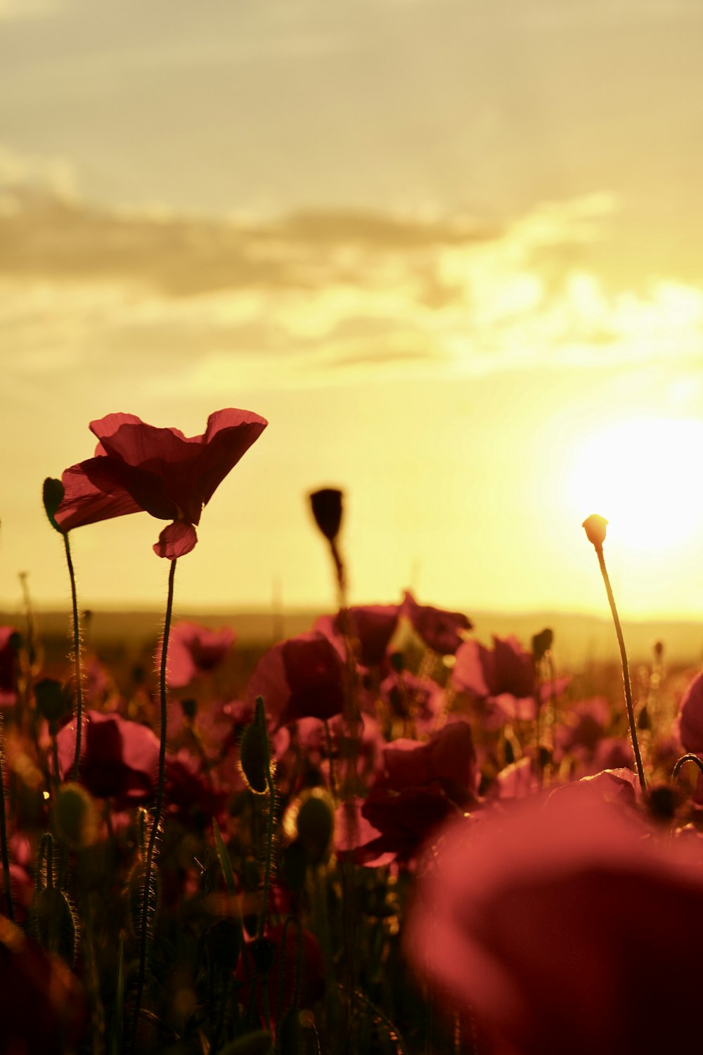 a field full of pink flowers with the sun in the background