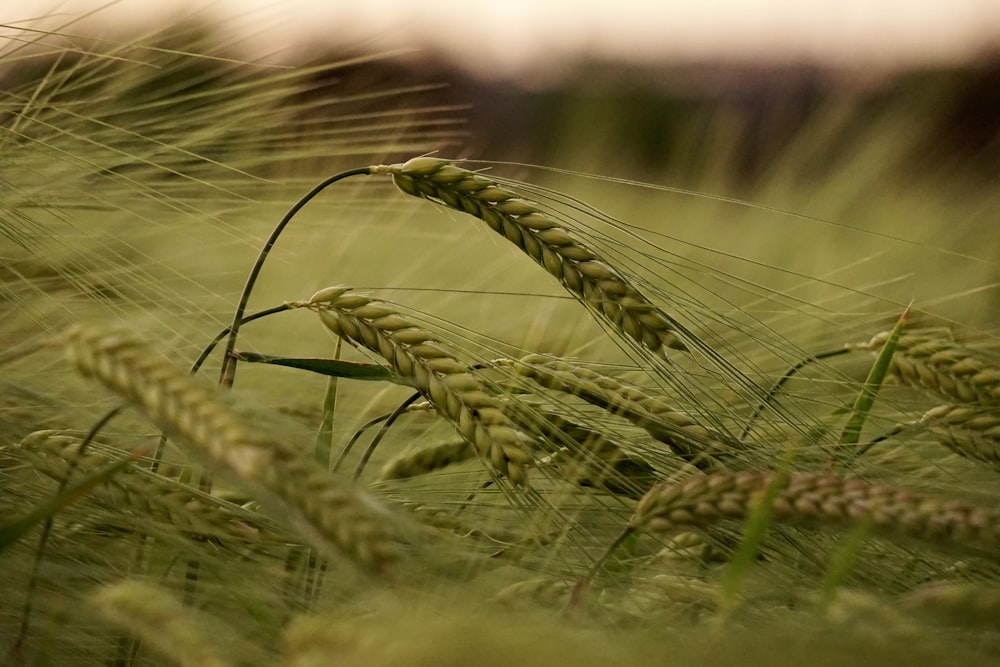 um close up de um cacho de trigo verde