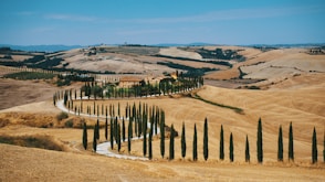 a row of trees in the middle of a field