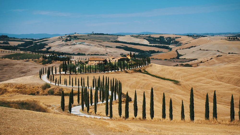 una fila di alberi in mezzo a un campo