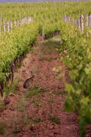 a rabbit sitting in the middle of a field