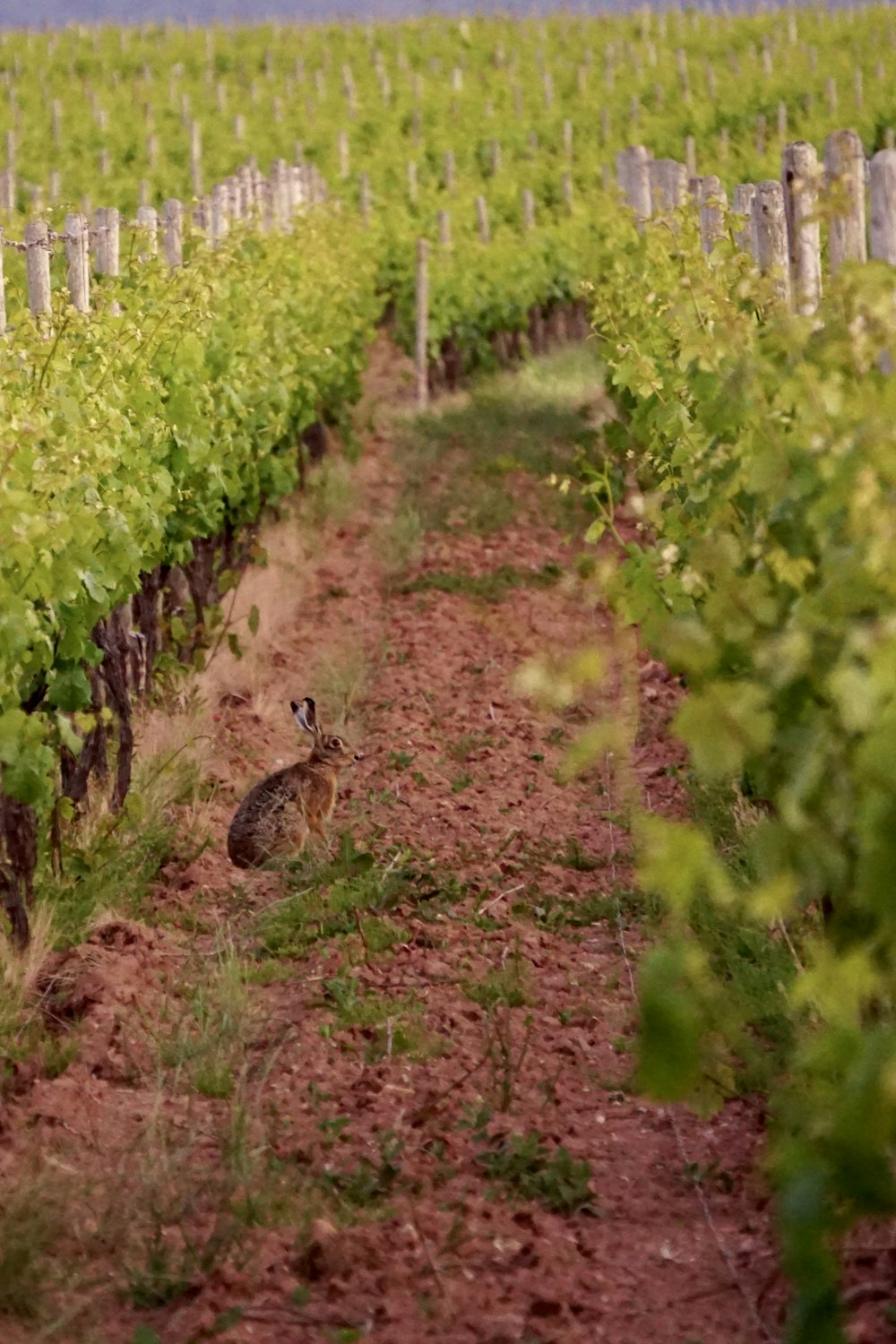 Un lapin assis au milieu d’un champ