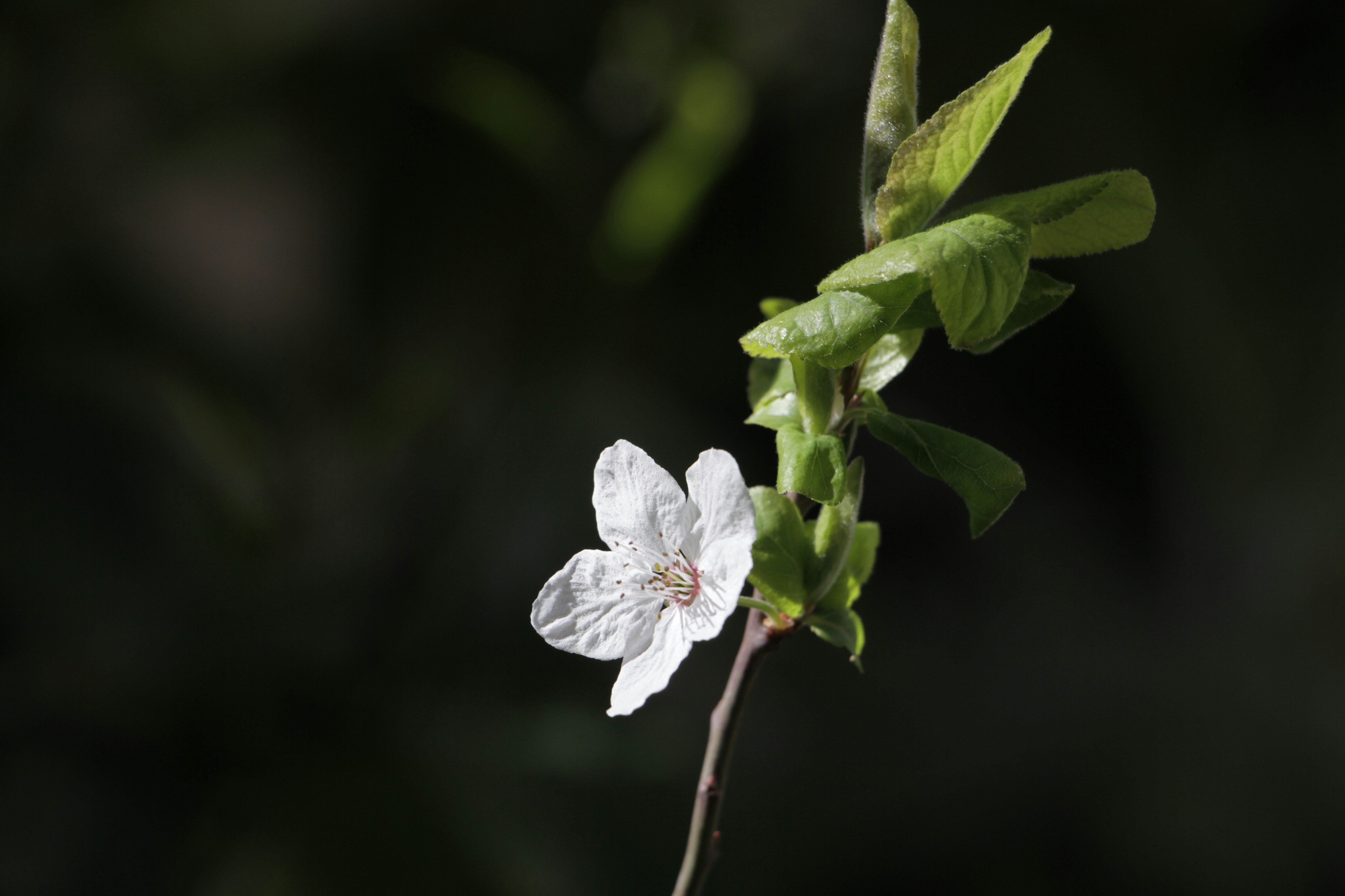 small Batch Indica THCA Flower explained: Terpene Signatures Potency And Lab Markers To Prioritize