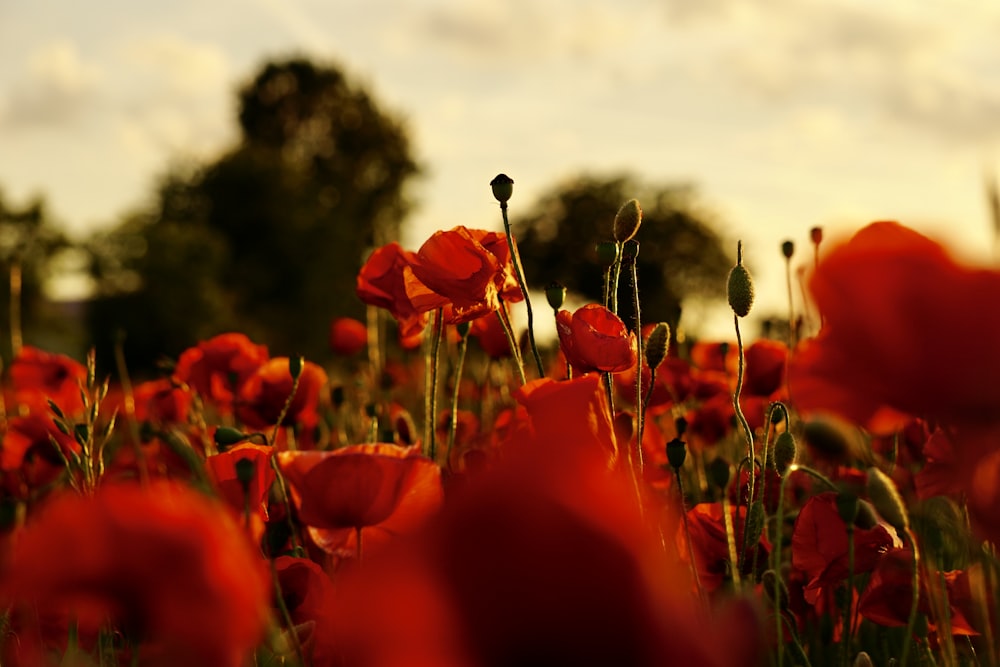 a field of red flowers with trees in the background