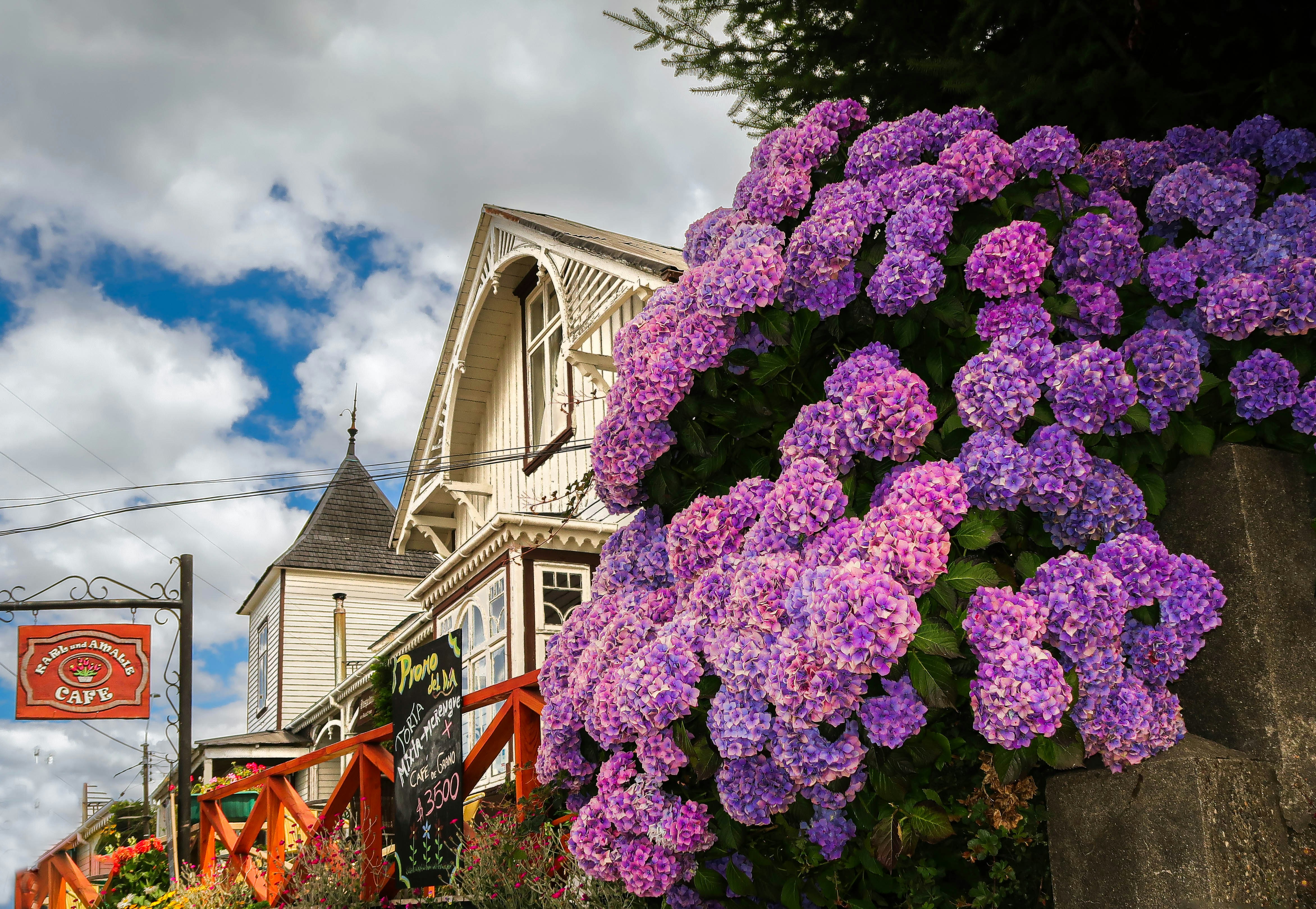 Flores púrpuras frente a una casa blanca foto – Imagen de Flor gratuita ...