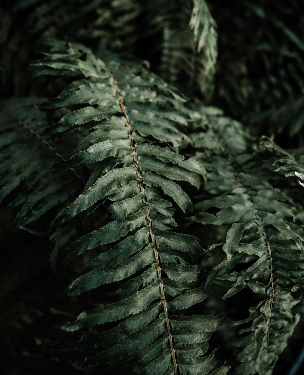 a close up of a green plant with lots of leaves