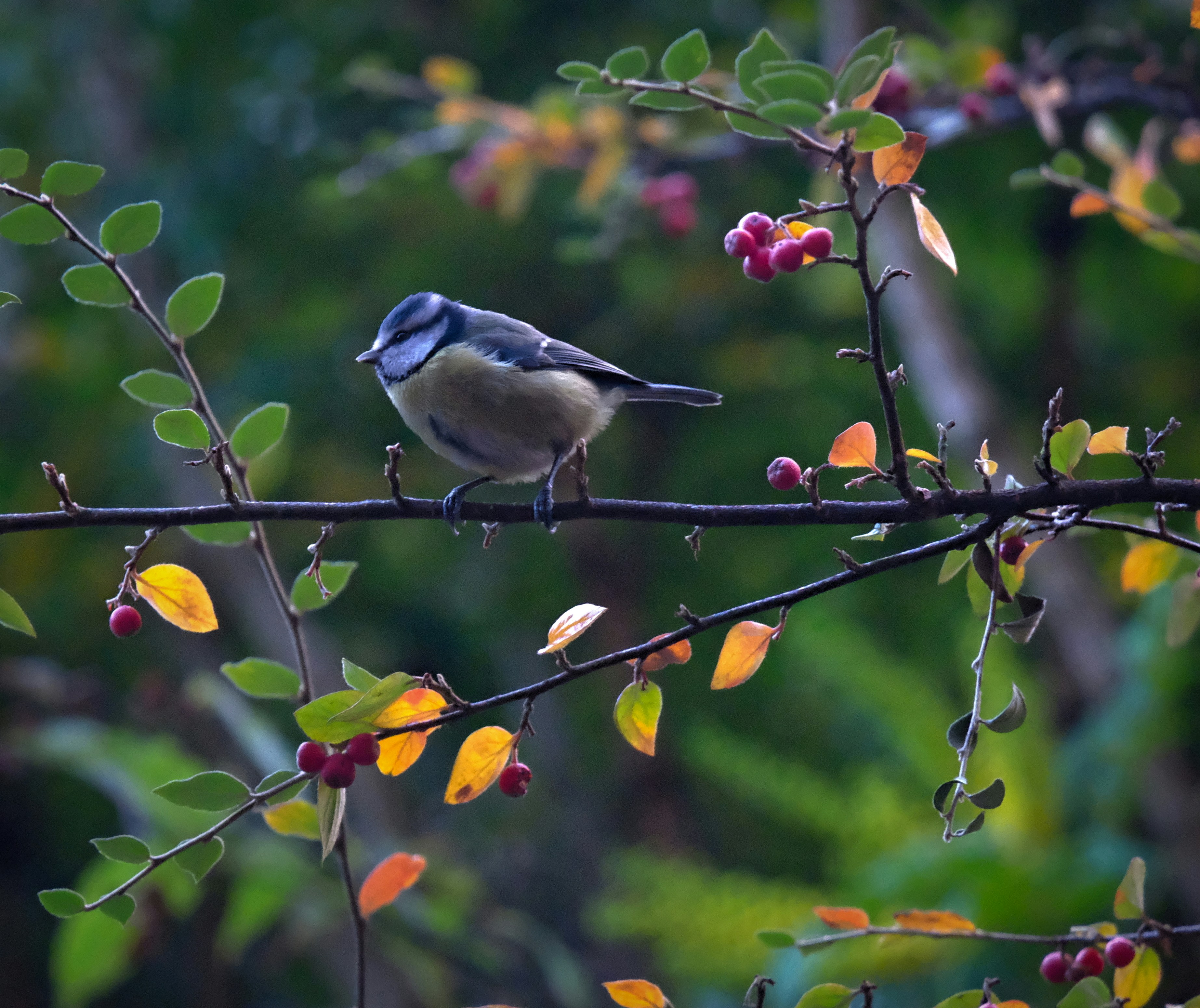 Photo by zaralazarov