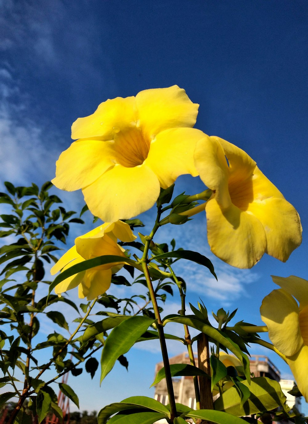 a close up of a yellow flower with a blue sky in the background