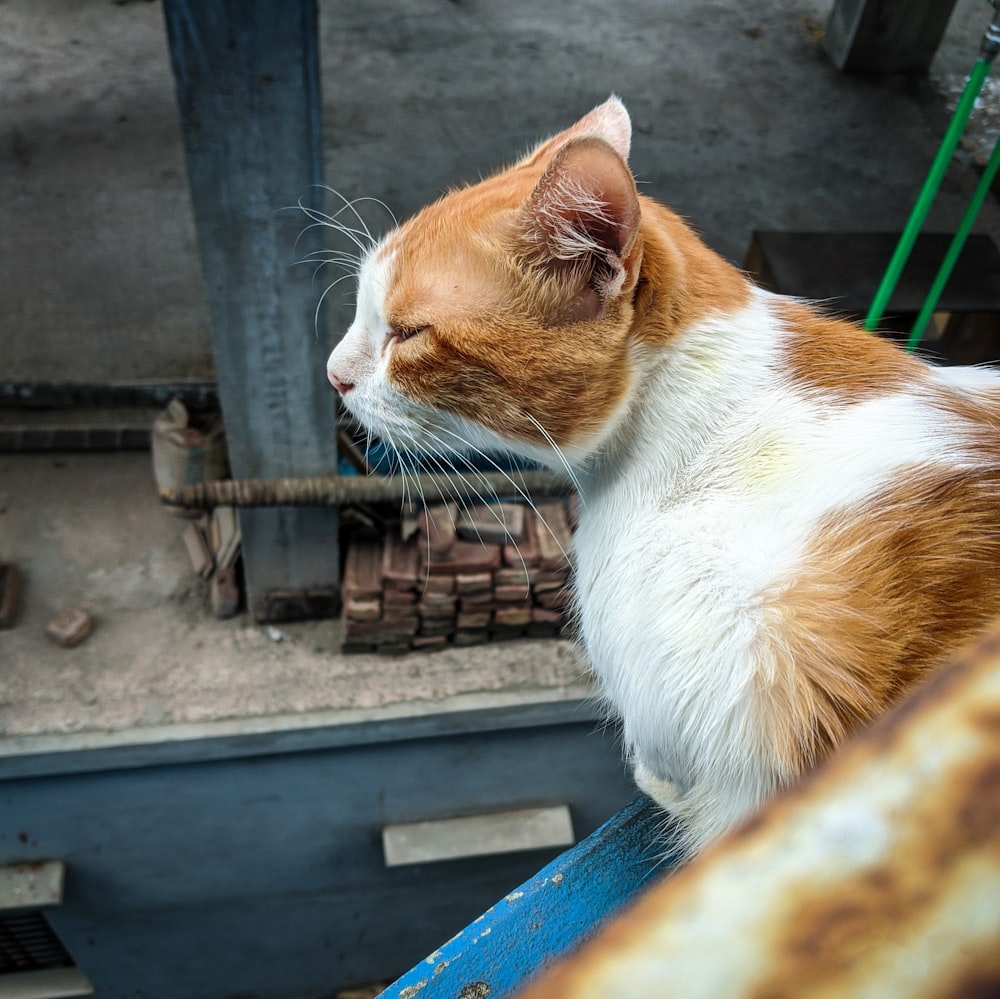 an orange and white cat sitting on top of a blue bench