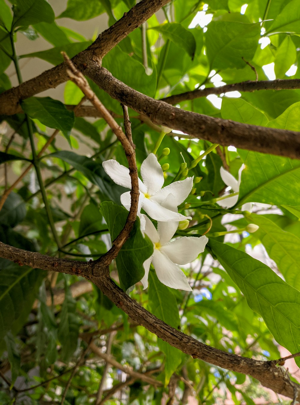 a white flower is growing on a tree branch