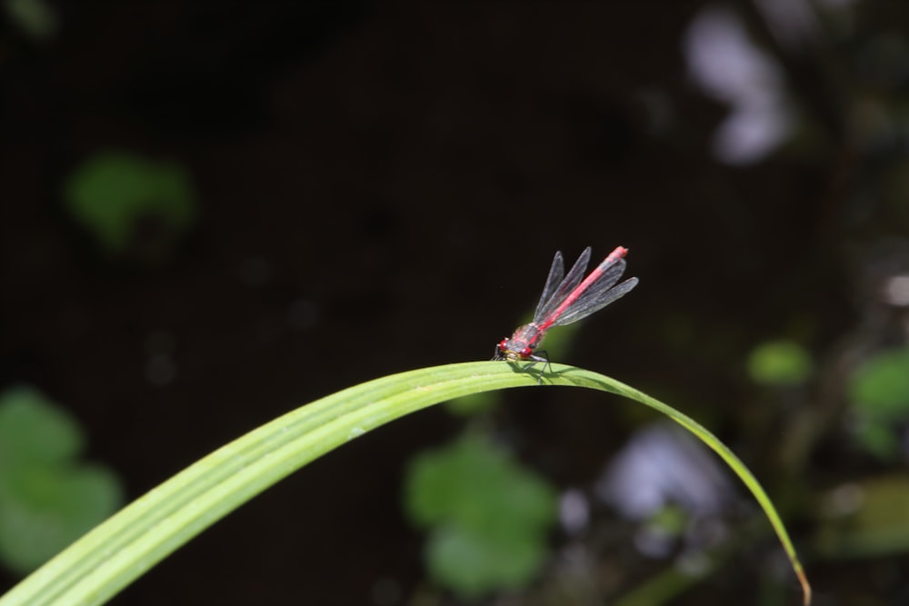 a red and black dragonfly sitting on top of a green plant