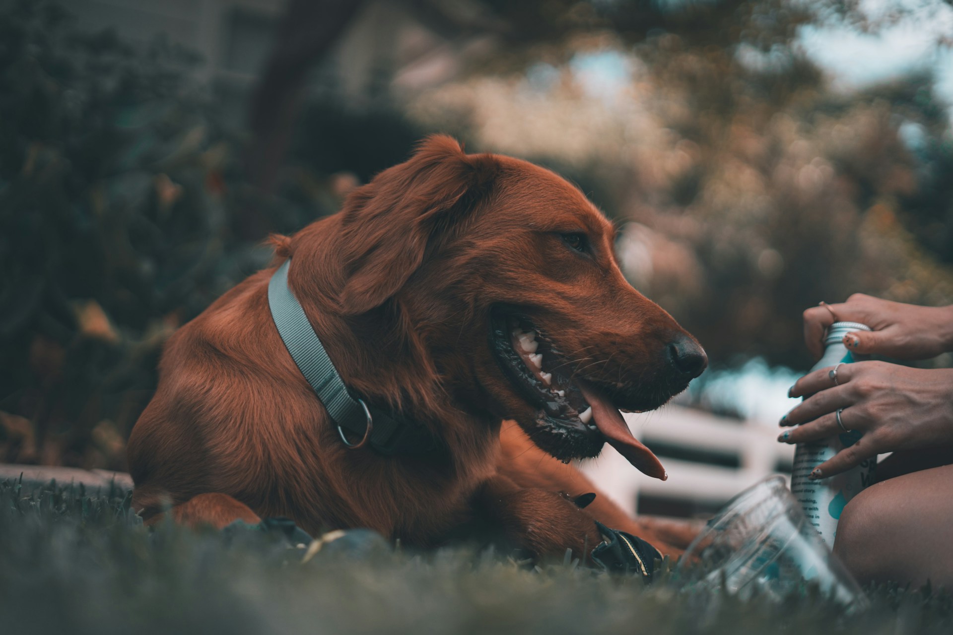 a brown dog laying on top of a lush green field