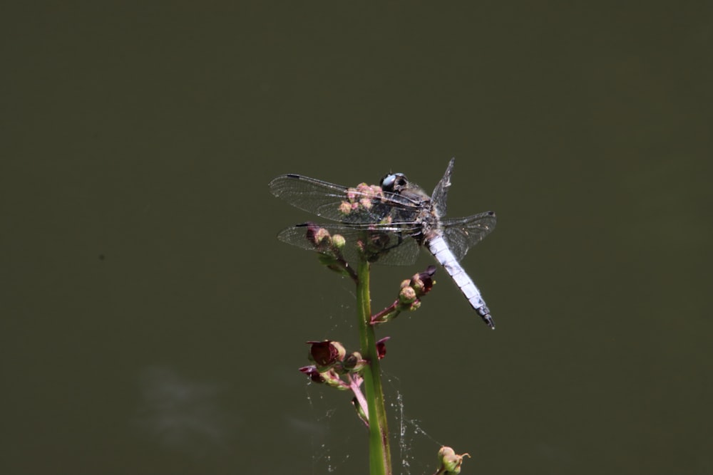 a dragonfly sitting on top of a flower next to a body of water