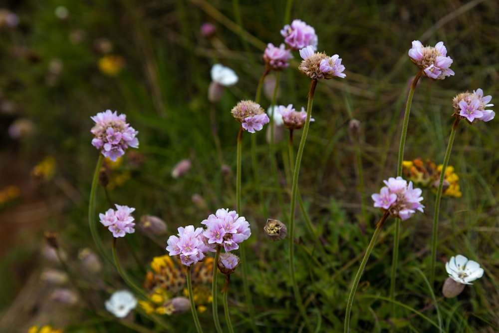 a bunch of pink and white flowers in a field