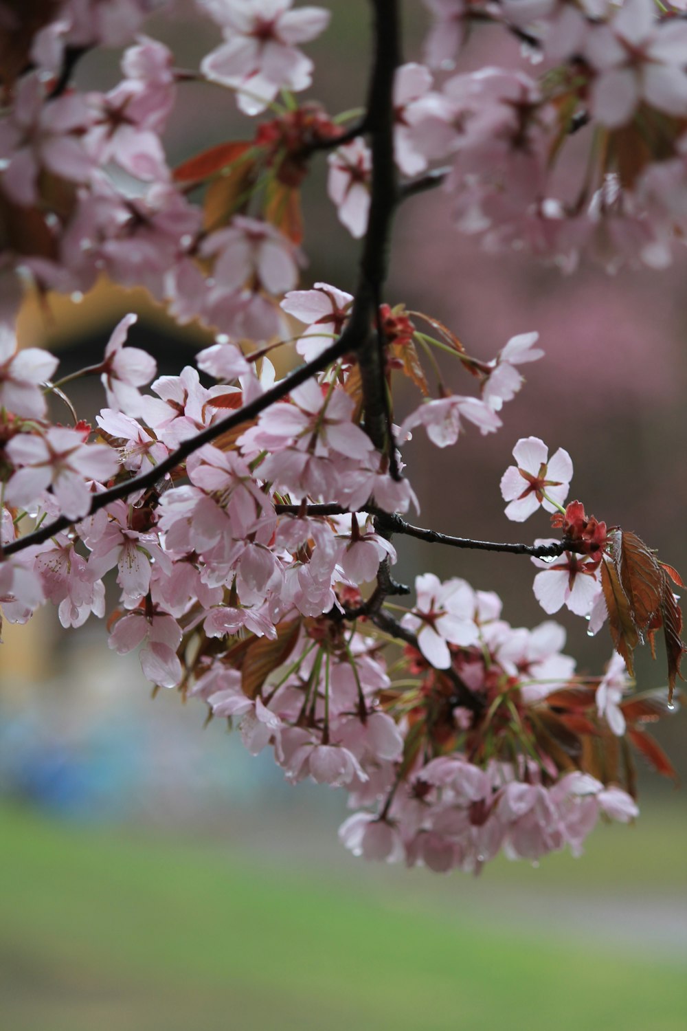 a branch of a cherry tree with pink flowers