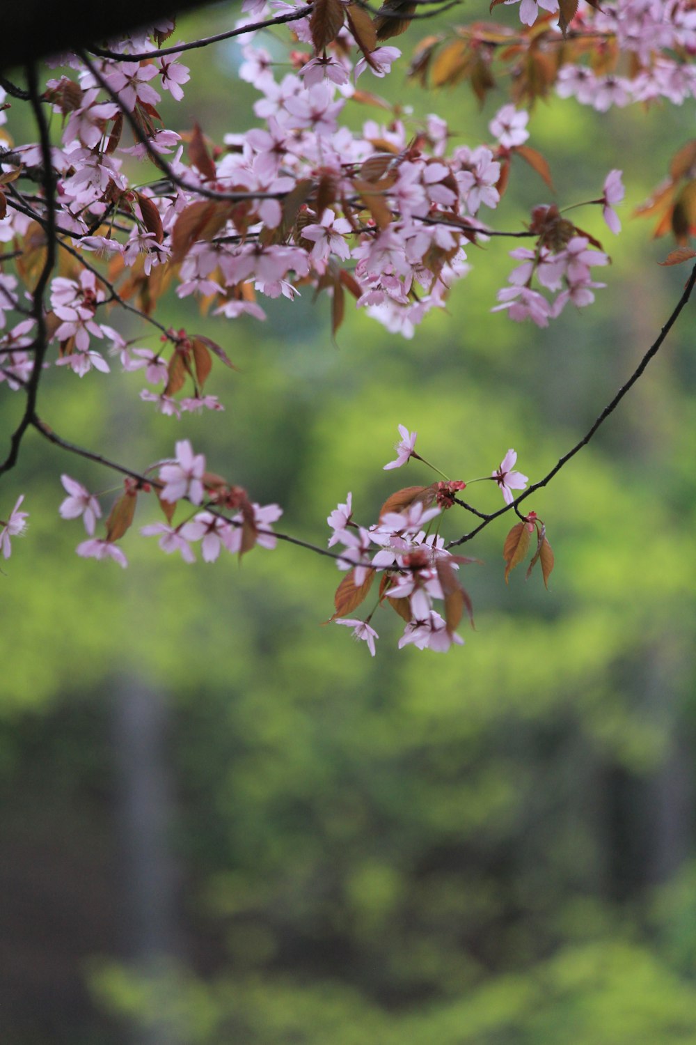 a tree branch with pink flowers in the foreground