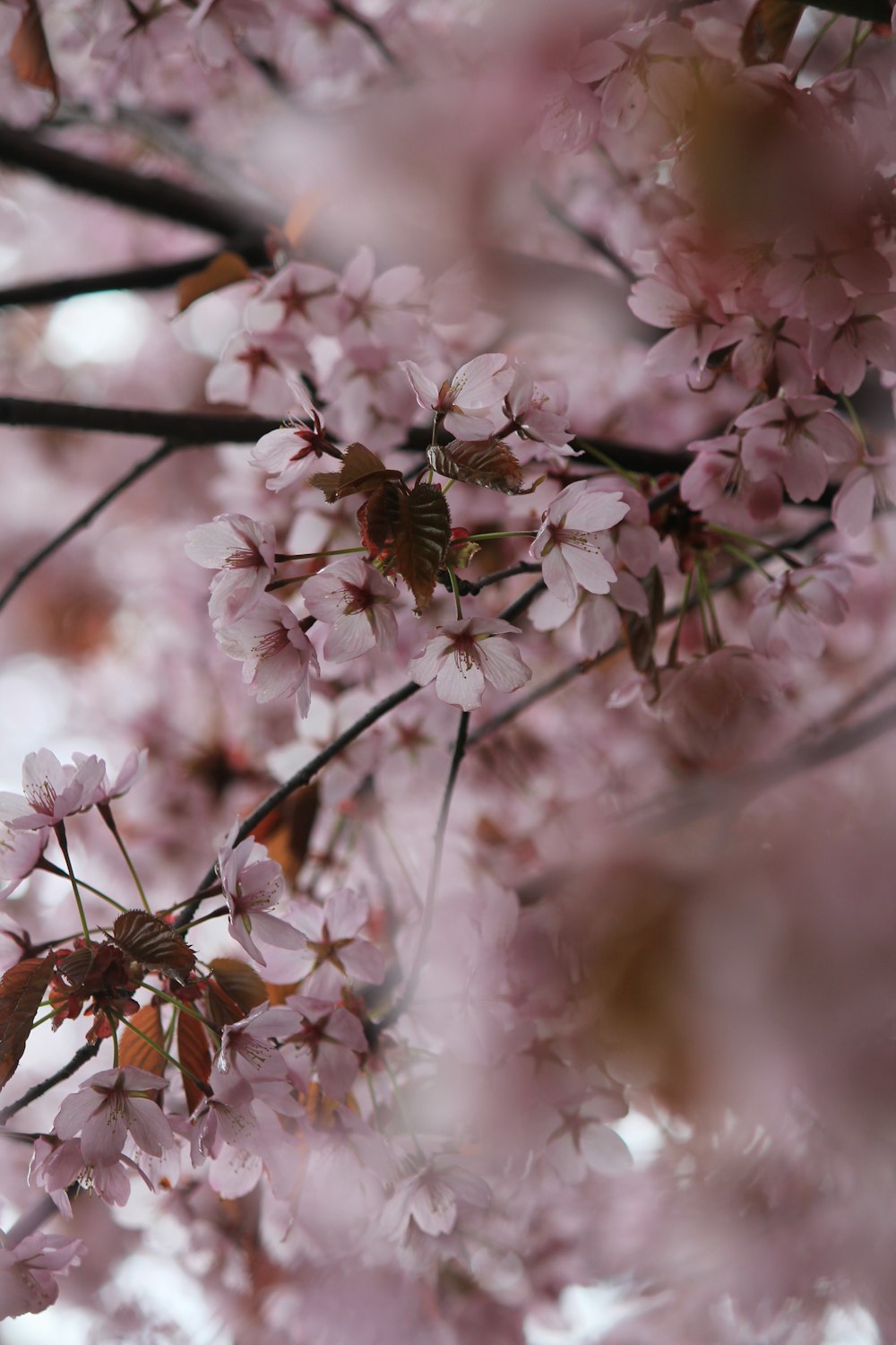 a close up of pink flowers on a tree