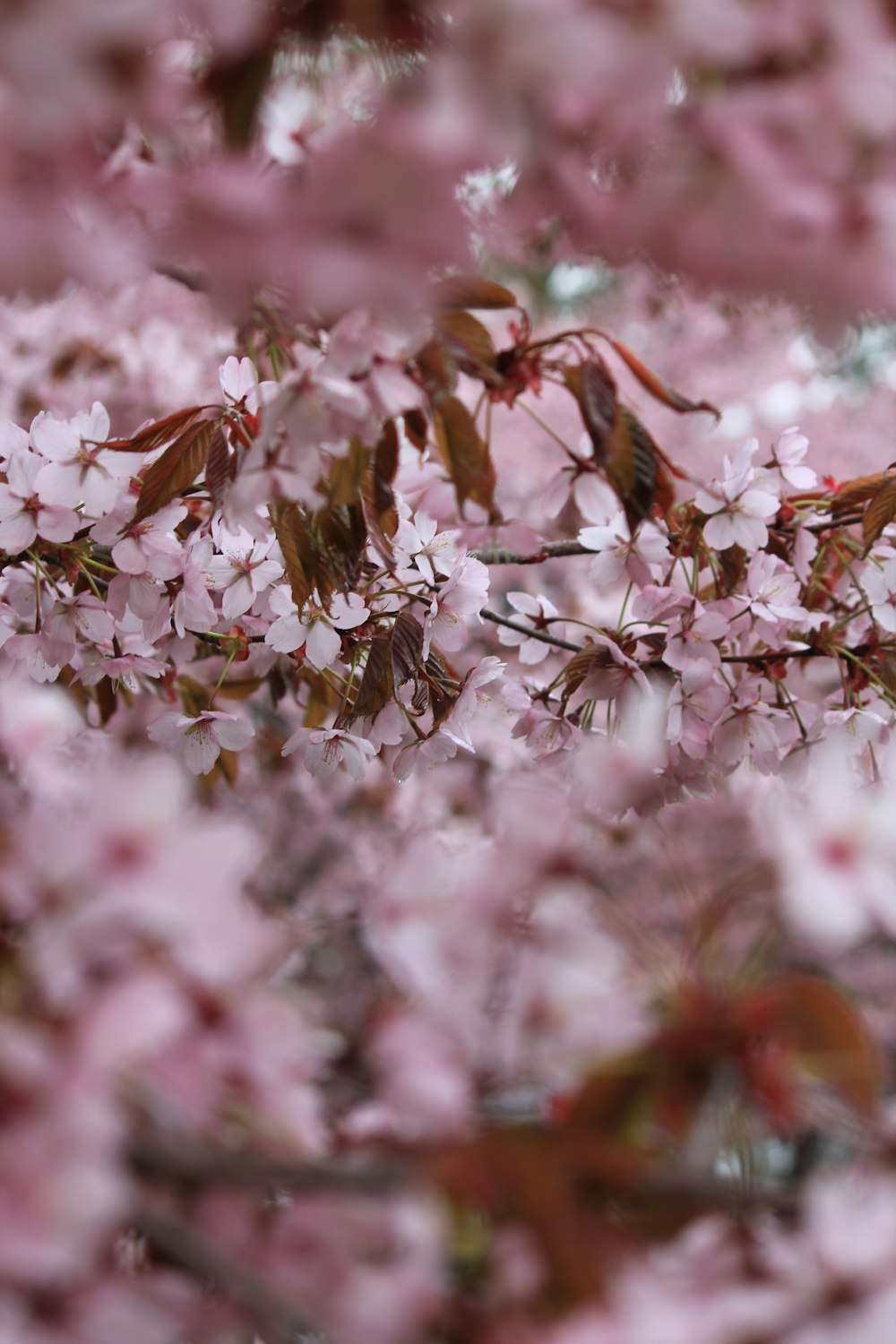 나무에있는 분홍색 꽃 한 무리