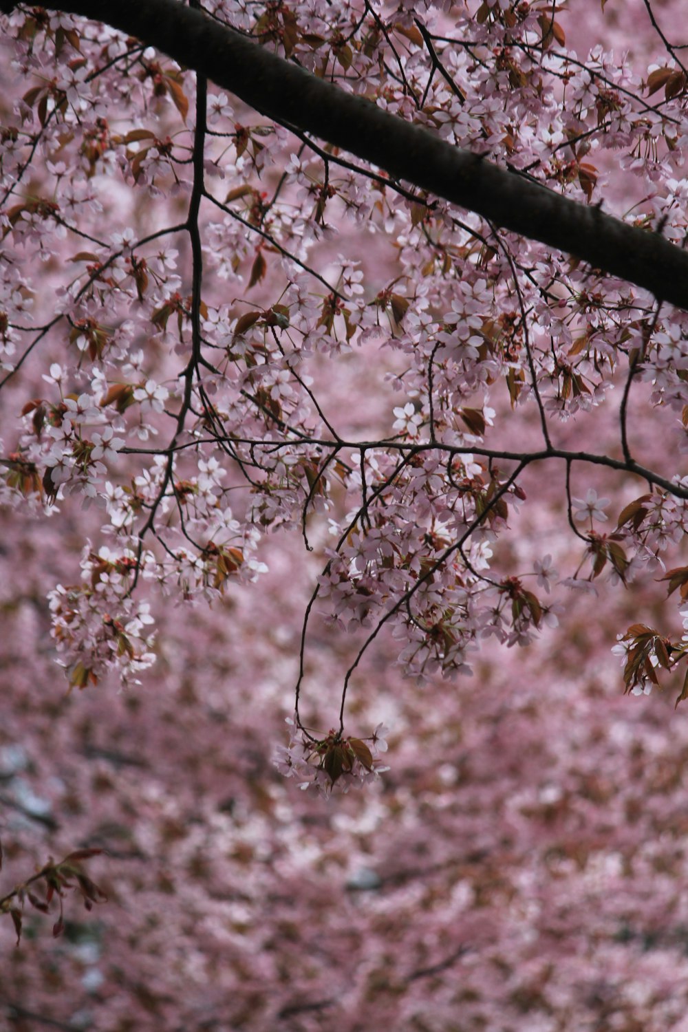 a tree with lots of pink flowers on it