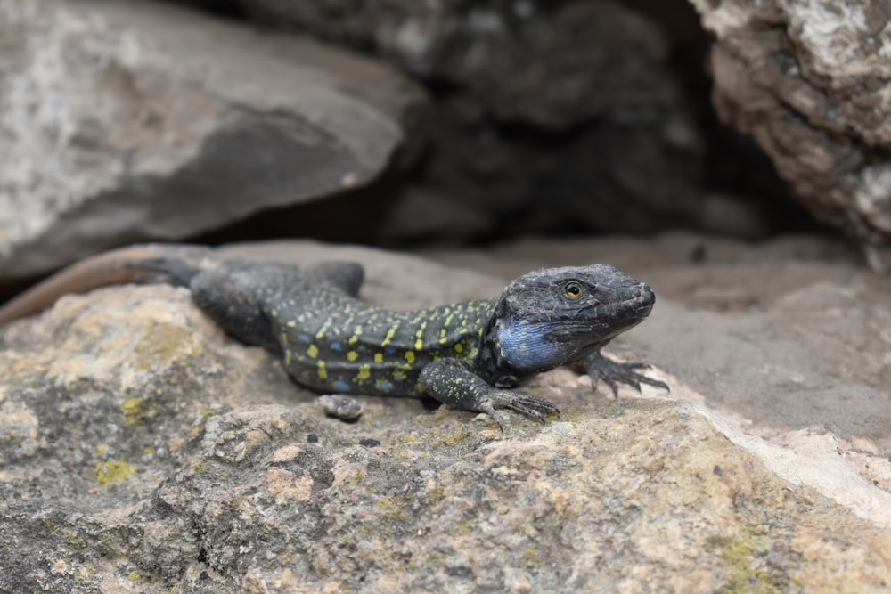a lizard sitting on a rock in a cave